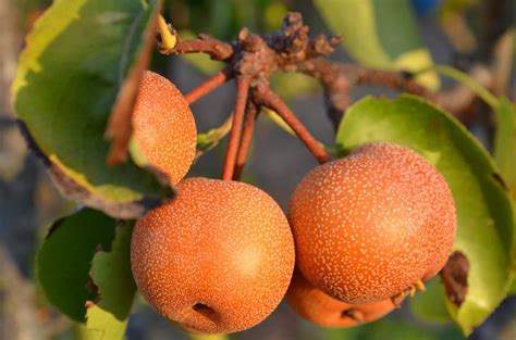 Illustration botanique d'un arbre nashi avec ses fruits ronds et son feuillage caractéristique