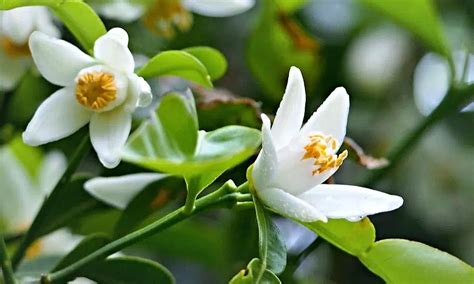 Comparaison entre une fleur de yuzu et une fleur de citron