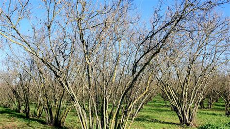 Un homme utilisant une longue gaule en noisetier pour faire tomber des pommes d'un arbre