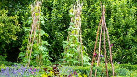 Un champ de haricots grimpants tuteurés par des rames en noisetier