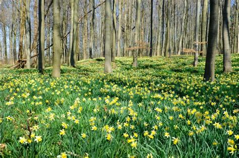 Champ de jonquilles en forêt