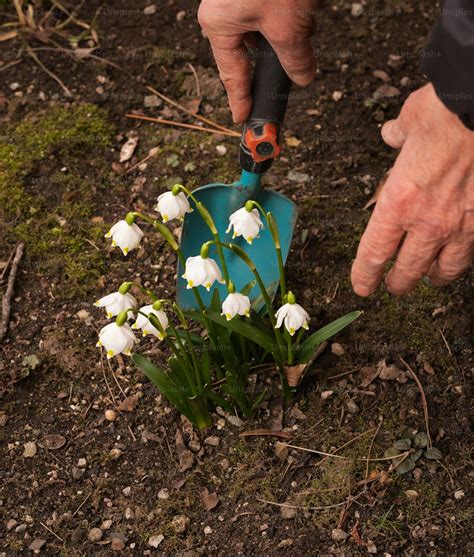 Personne coupant des jonquilles avec des ciseaux