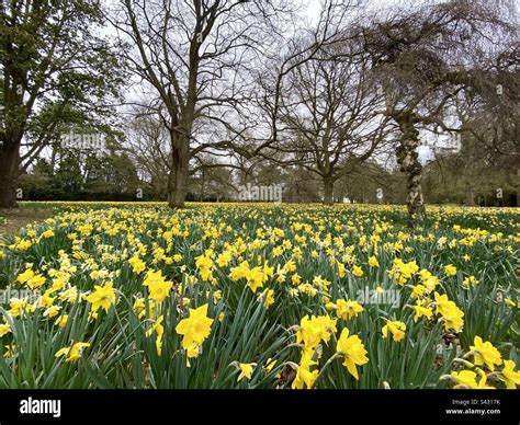 Randonneurs dans un champ de jonquilles