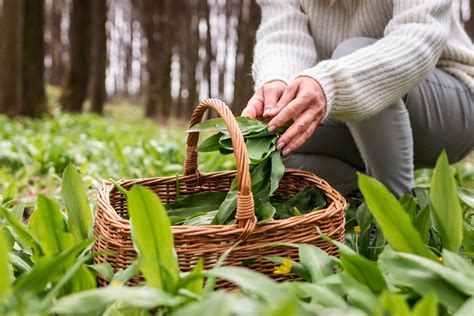 Participant en train de cueillir des herbes
