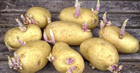 Pommes de terre germées dans une cagette