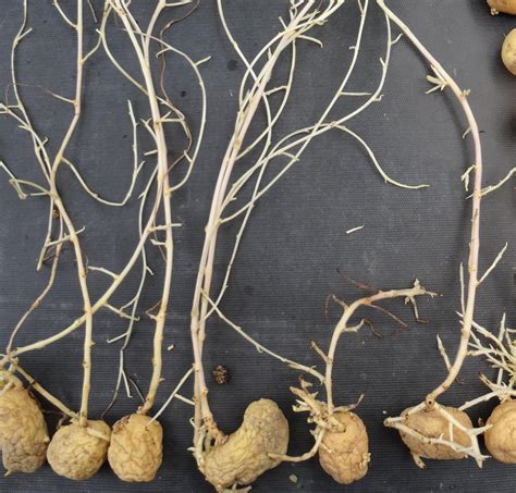 Germes de pommes de terre de tailles différentes