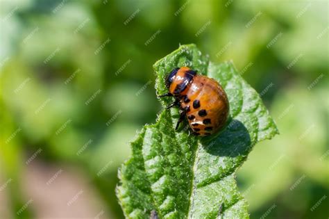 Doryphore sur une feuille de pomme de terre