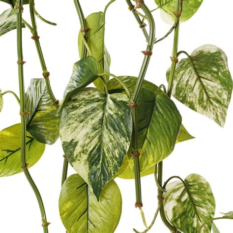 Porte-plante suspendu blanc avec un pothos retombant
