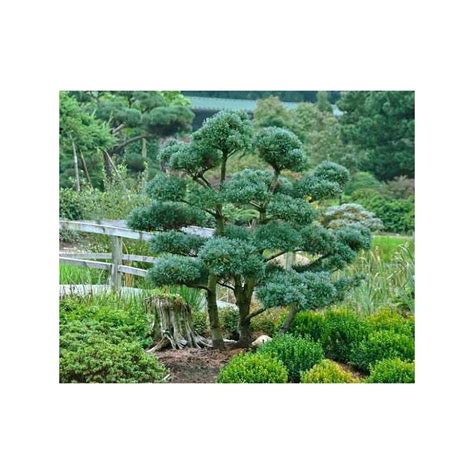 Portrait d'un bonsaï Pin Blanc du Japon (Pinus parviflora) montrant ses aiguilles bleutées et sa structure élégante