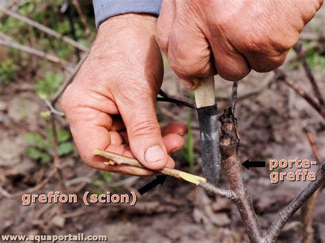 Détail d'un point de greffe réussi entre un pin blanc et un porte-greffe de pin noir