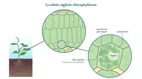 Schéma d'une sphaigne avec cellules vides et chlorophylliennes