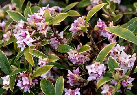 collage de différentes variétés de daphné en fleurs