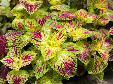 Exemple de floraison de Coléus