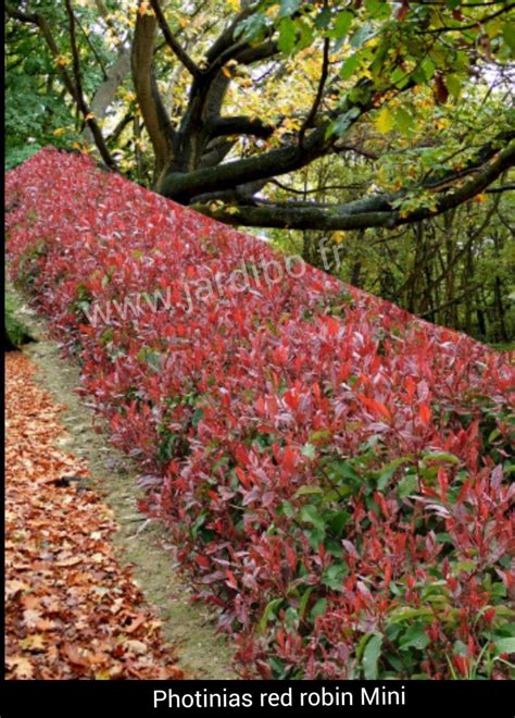 Photinia nain Little Red Robin en fleur