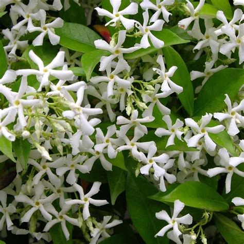 Feuillage persistant du jasmin étoilé avec teintes automnales