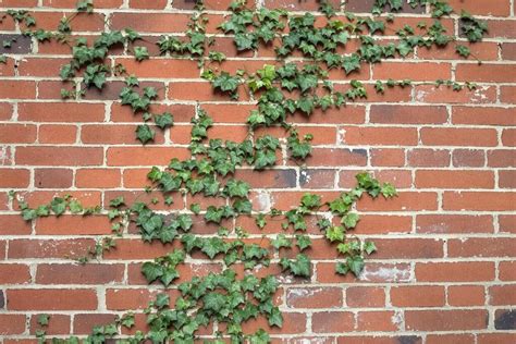 Lierre couvrant un mur ancien, illustrant son rôle protecteur