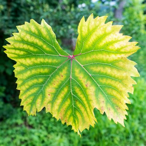 Illustration d'une feuille atteinte de chlorose montrant le jaunissement entre les nervures vertes
