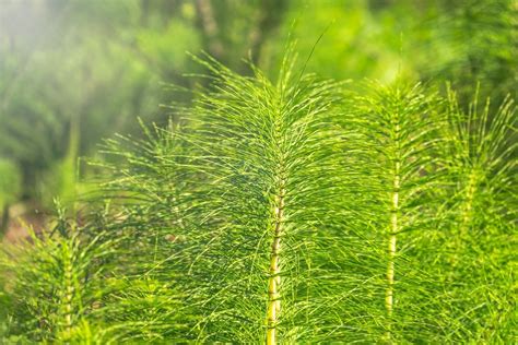 Photographie de la prêle des champs dans son habitat naturel