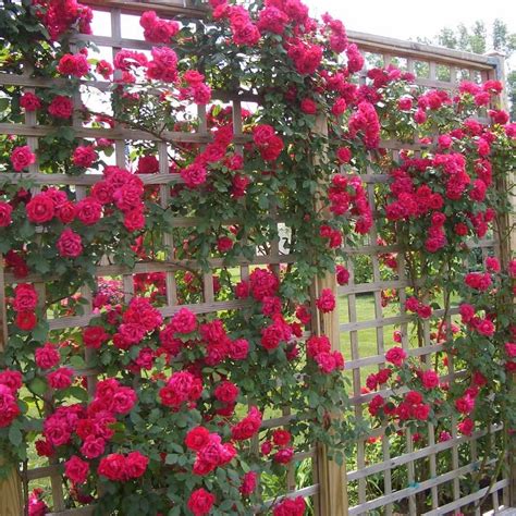 Un rosier grimpant en pleine floraison sur un support en bois