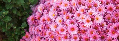 Massif de chrysanthèmes aux couleurs variées