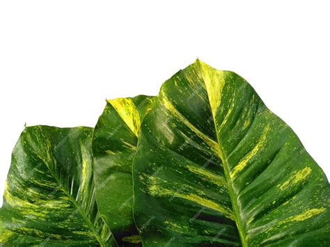 Pothos doré, Epipremnum aureum, feuilles panachées