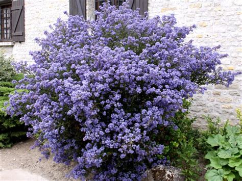 Un jardin paysager mettant en valeur un céanothe en pleine floraison bleue