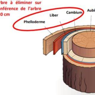 Schéma de la structure de l'écorce et des tissus internes d'un prunier sain vs infecté