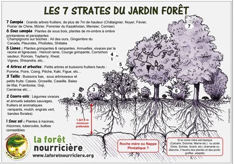 Schéma d'un jardin en permaculture avec différentes strates de végétation