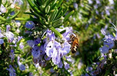 Photo macro d'une abeille sur une fleur de romarin au sein du potager