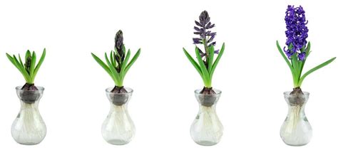 Image illustrative montrant une composition de bulbes forcés dans un vase spécial