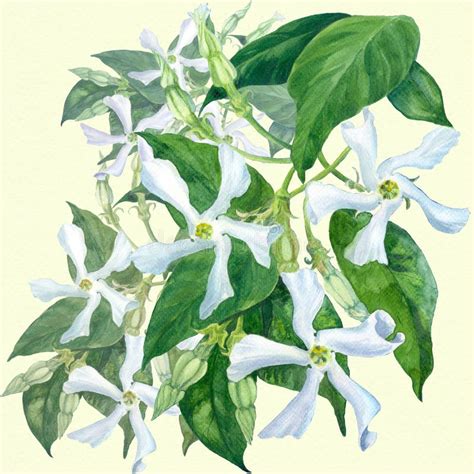Illustration botanique du Trachelospermum jasminoides