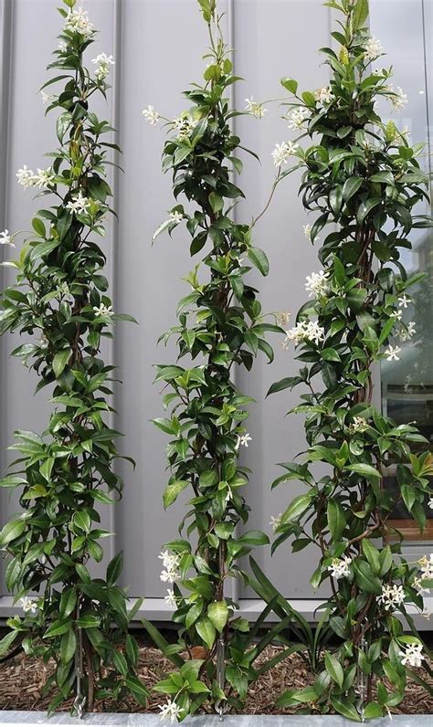 Exemple d'une pergola recouverte de Trachelospermum jasminoides