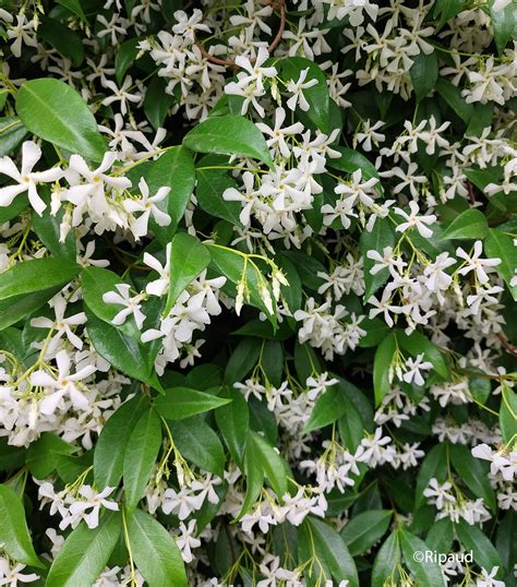 Diverses variétés de Trachelospermum jasminoides avec différentes couleurs de feuillage