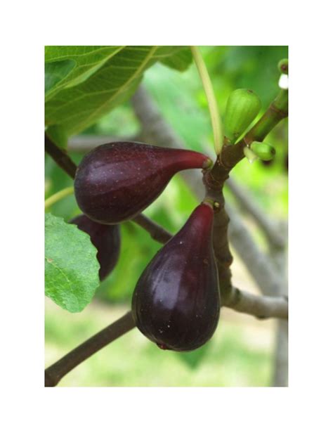 Feuillage et fruits du figuier Napolitaine Noire