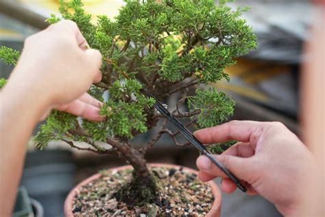 Bonsai en cours de taille