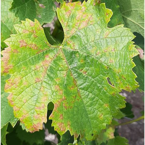 Photographie macroscopique montrant le faciès taches d'huile sur une feuille de vigne atteinte de mildiou