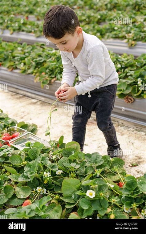 Famille cueillant des fraises sous des serres