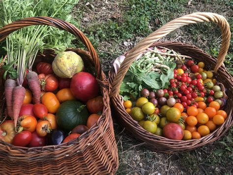 Photo d'une récolte diversifiée issue d'un jardin familial