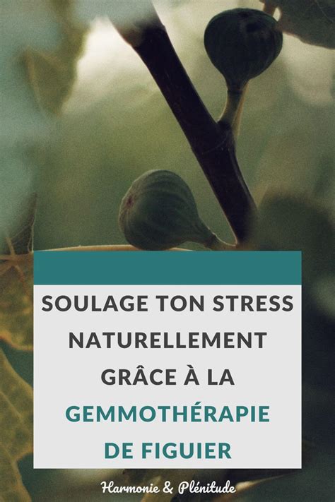 infographie sur les bienfaits du bourgeon de figuier pour le stress et le sommeil