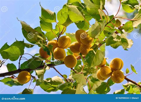 Abricots 'Luizet' mûrs sur l'arbre