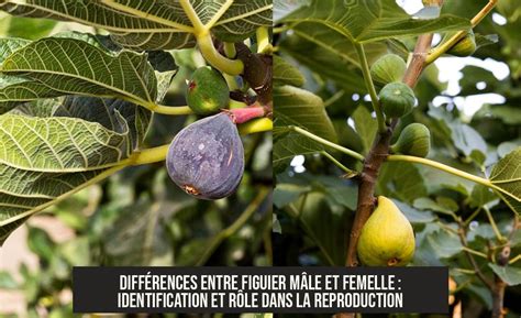 Photographie comparative montrant un figuier mâle et ses figues-fleurs par rapport à un figuier femelle chargé de fruits mûrs