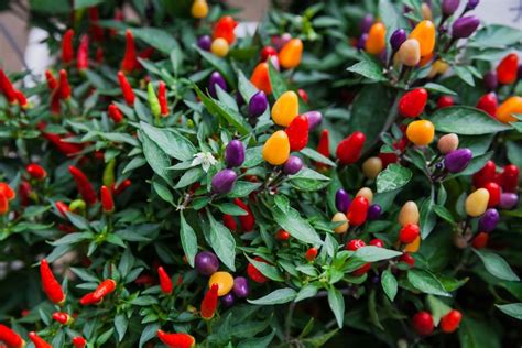 Variétés de piments ornementaux