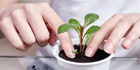Repiquage de jeunes plants de piment