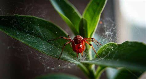 Araignées rouges sur feuilles de piment