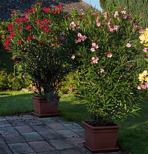 Schéma de protection hivernale pour un laurier-rose en pot
