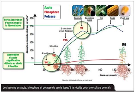 Schéma illustrant les périodes de fertilisation du bonsaï genévrier