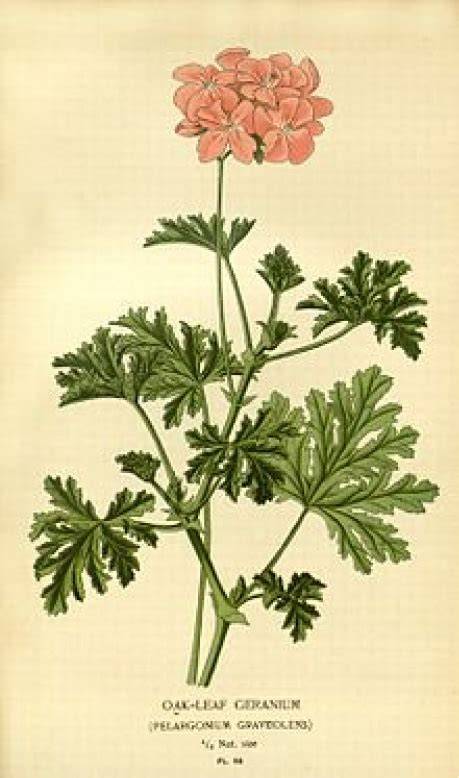 Illustration botanique de la plante Pelargonium graveolens