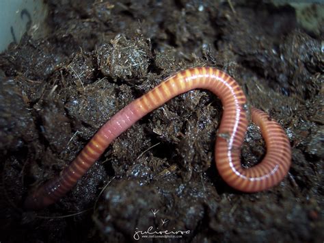 Eisenia fetida gros plan