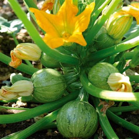 Illustration de courgette ronde de Nice poussant verticalement