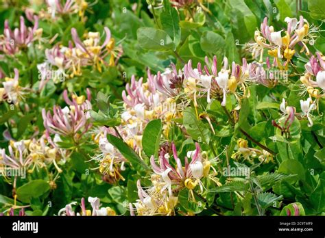 fleurs de chèvrefeuille en gros plan